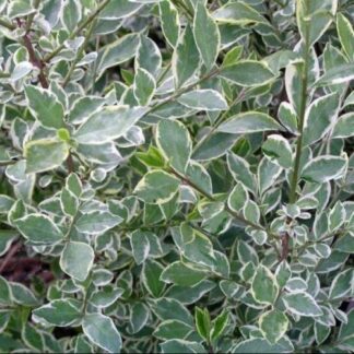Ligustrum Argenteum - Variegated Privet