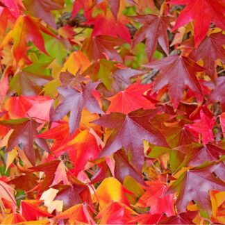 Liquidambar Styraciflua Slender Silhouette - Sweet Gum Tree