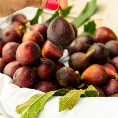Fig - Ficus Carica Little Miss Figgy