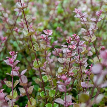Lonicera Red Tips