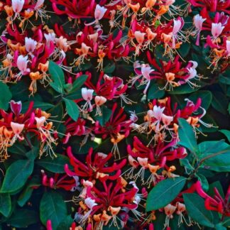 Lonicera Periclymenum Serotina - Honeysuckle