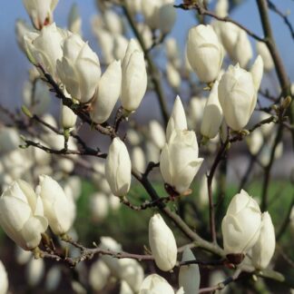Magnolia × Soulangeana 'Alba Superba' - Large Magnolia