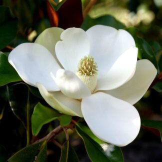 Magnolia Grandiflora Little Gem - Compact Evergreen Magnolia - Bull Bay