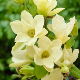 Magnolia Denudata Yellow River
