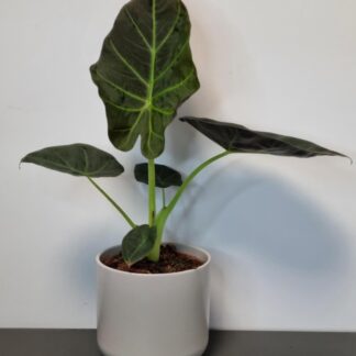 Alocasia Regal Shields - Elephant Ears