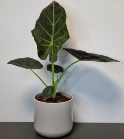 Alocasia Regal Shields - Elephant Ears
