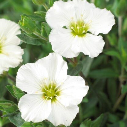 Arenaria Montana Blizzard - Mountain Daisy