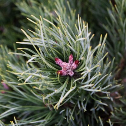 Pinus Sylvestris Watereri
