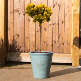 Pinus Mugo Winter Gold - Golden Mountain Pine Minature Standard Tree