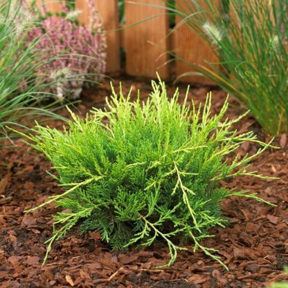 Juniperus Media Old Gold