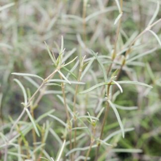Olearia Dartonii