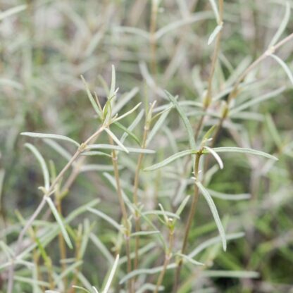 Olearia Dartonii