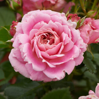 Rose Palace Tabor- Patio Shrub Rose