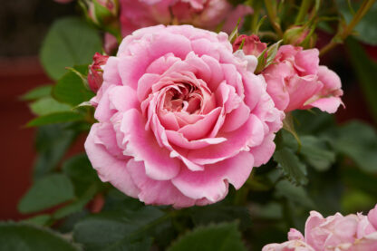Rose Palace Tabor- Patio Shrub Rose