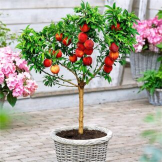 Patio Peach Tree Bonanza - Prunus Persica