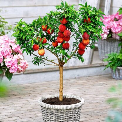Patio Peach Tree Bonanza - Prunus Persica