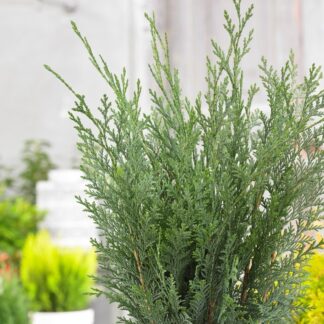 Chamaecyparis Lawsoniana Van Pelt's Blue