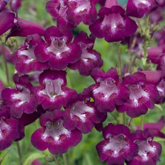 Penstemon Pensham Plum Jerkum