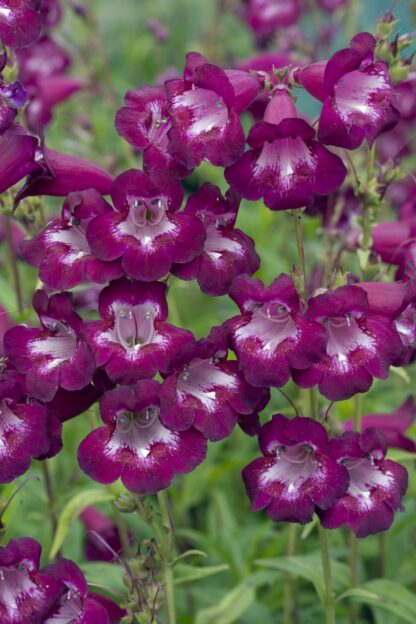 Penstemon Pensham Plum Jerkum