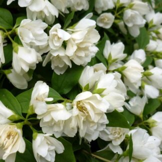 Philadelphus Manteau D'Hermine - Mock Orange