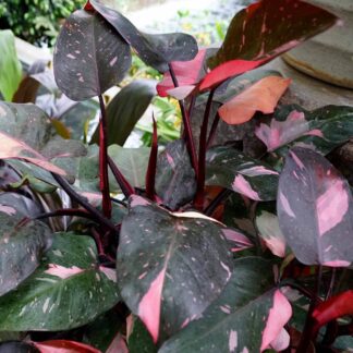 Philodendron Pink Princess