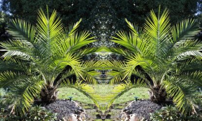 Pair of 3-4ft  Canary Island Phoenix Date Palms - Perfect For Patio Planters