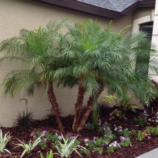 Date Palm Phoenix Roebelenii - Pygmy Date Palm - Circa 90-120cm - Multi Stem