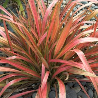 Phormium Jester