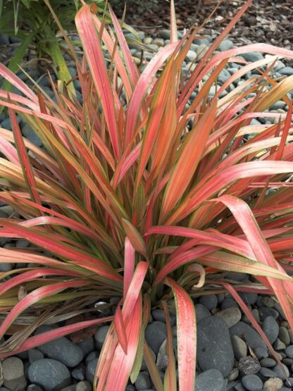 Phormium Jester