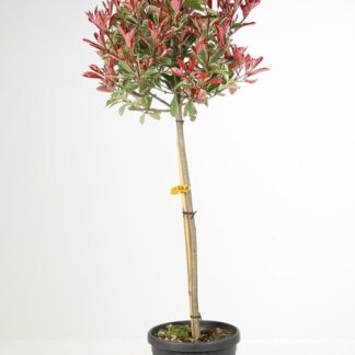 Photinia Pink Marble Standard Topiary Tree - Circa 90-110cms