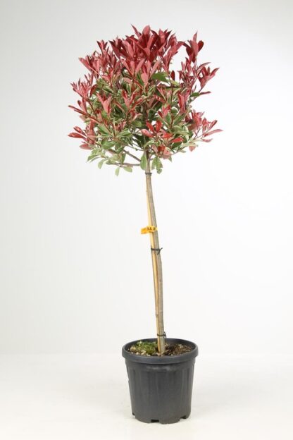 Photinia Pink Marble Standard Topiary Tree - Circa 90-110cms