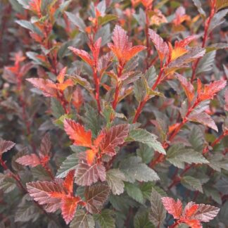 Physocarpus Opulifolius - Cherry Tea