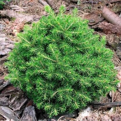 Picea Abies Maxwellii
