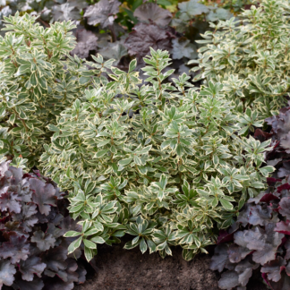 Pieris Japonica 'Little Frosty'