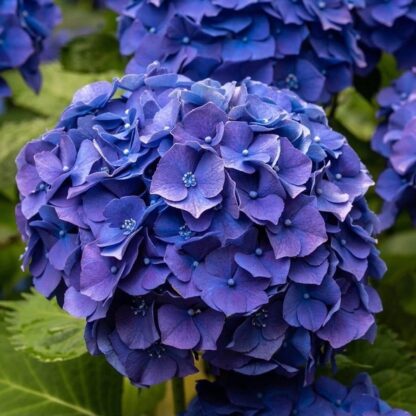 Mophead Hydrangea Macrophylla Pimpernel - Large Flowered Mophead Hydrangea - XXXL Plants
