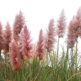 Pampas Grass - Cortaderia Pink Mistral