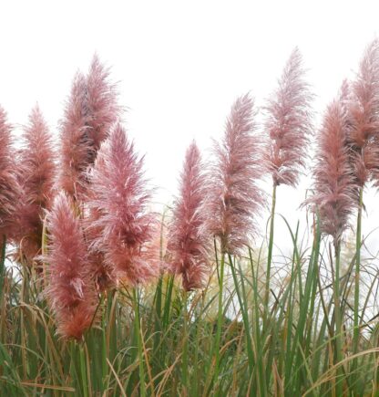 Pampas Grass - Cortaderia Pink Mistral