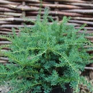 Podocarpus Lawrencei Blue Gem