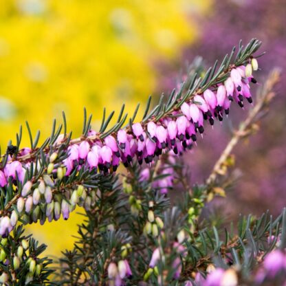 Heather Plant - Erica x Darleyensis 'Rubina'