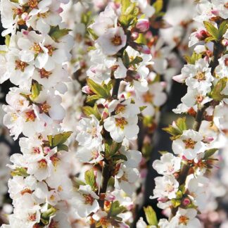 Prunus Tomentosa - Manchu Cherry in Bud