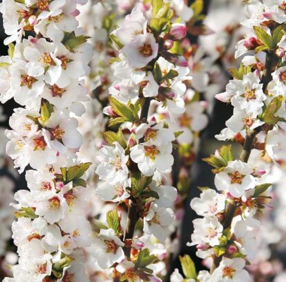 Prunus Tomentosa - Manchu Cherry in Bud