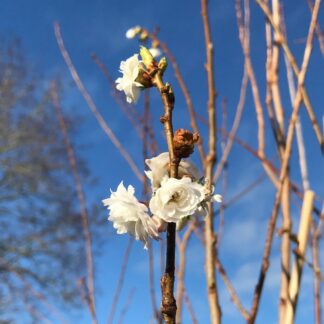 Prunus Powder Puff - 140cm