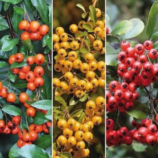 Pyracantha - Pack of 10 For Hedging - Circa 60-80cms