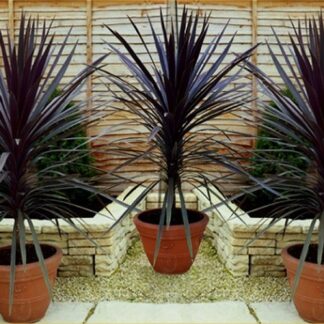 Cordyline Red Sensation - Stunning Red Star Torbay Palms - Pack of Three Plants