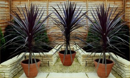 Cordyline Red Sensation - Stunning Red Star Torbay Palms - Pack of Three Plants