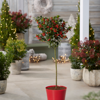 Red Plastic Plant Cover Pot - 9.5cm Diameter