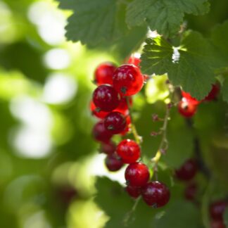 Ribes Jonkheer Van Tets - Red Currant Fruit - Grow Your Own!