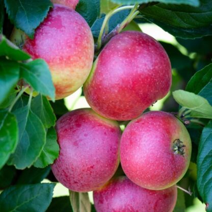 Apple Tree - Red Devil (Mm106)