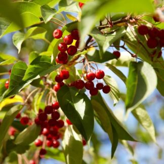 Malus Red Sentinel - Crabapple Tree- Circa 130-150cm