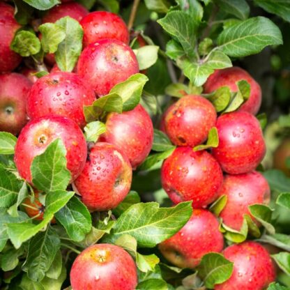 Apple Tree - Red Windsor (Mm106)